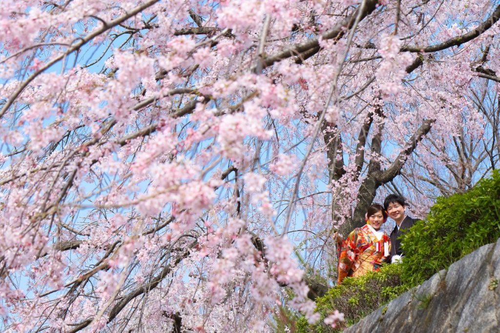 京都前撮り　桜